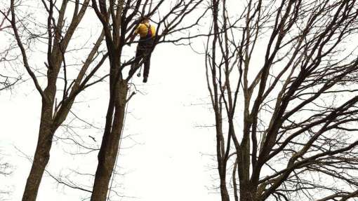 bomen rooien in Biezenmortel in de Biezenmortelse straat door Antoon van Spelde en Juri Nortbart, hovenier bomen kappen struiken opruimen struiken rooien struiken verwijderen haag opruimen en afvoeren stronken uitgraven